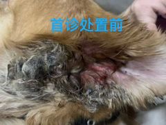 -美联众合动物医院·伴可分院·内科中心医院