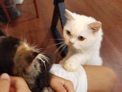 -楼上猫咖(罗湖店)