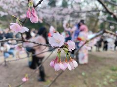 -杭州植物园