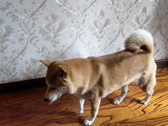 -达爱动物医院·犬猫分区·CT·复杂眼科(远洋山水分院)