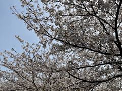 景点-高东镇樱花园