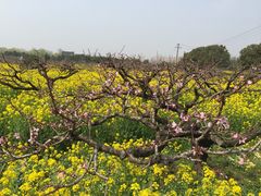 -南汇桃花村