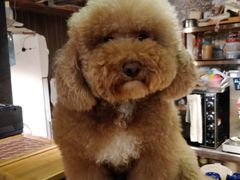 -more than meow吴止猫主题餐厅(承德 中船汇店)