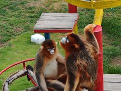 -西霞口神雕山野生动物世界