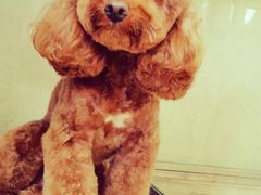 -芭比堂宠物医院·全科爱猫医院·仁德分院