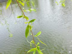 -泰州凤城河风景区-泰山公园