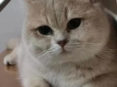 -东方名猫馆·英短金渐层布偶猫舍(环线广场1号楼店)