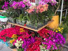 -溪岸路花鸟市场