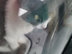 -屋虎猫馆(宝安大仟里店)