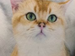-共舞时光猫咖·狗咖(新街口店)