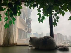 -猫猫幼稚园·撸猫·桌游·电玩