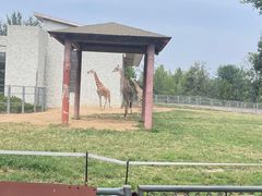 -石家庄市动物园