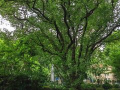 -徐家汇源景区-衡山公园