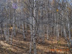 -塞罕坝国家级自然保护区