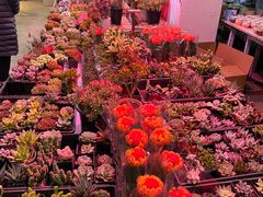 -花鸟鱼虫鲜花绿植市场(玉泉路店)