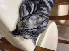 -藏猫猫咖啡主题馆(中央大道店)