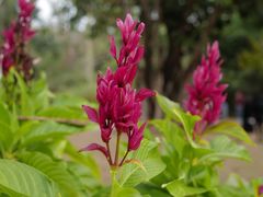 -中国科学院西双版纳热带植物园