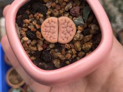 -素满香·素食自助餐(苏州·临顿路店)