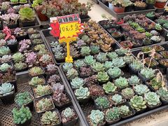 -金陵花卉交易市场