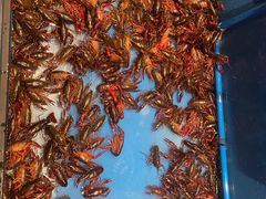 -星伦多自助料理(新湖店)