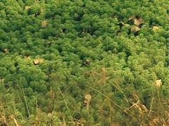 -合肥滨湖国家森林公园