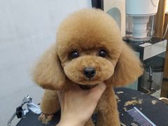 -PETKIT 小佩宠物·低压洗护·美容·寄养(安远店)