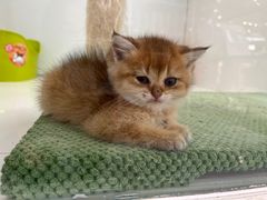 -1013 PET SHOP精品宠物商店(丁香店)