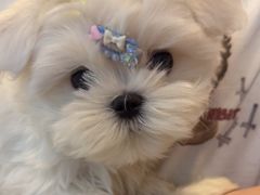 -宠颐生汉谟拉比宠物医院