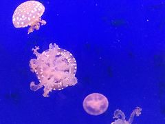 -江和美海洋公园