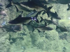 -南昌海洋公园