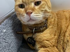-李小姐の猫咖啡馆(五角场店)