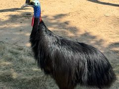 -西霞口神雕山野生动物世界