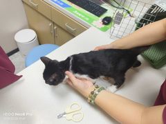 -瑞鹏宠物医院·骨外科·心肾科·肿瘤科(九亭店)