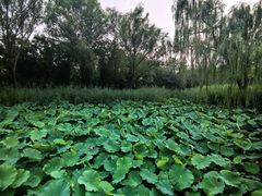 -西海子公园