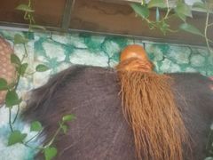 -食德喜·阳山鸡王食研基地