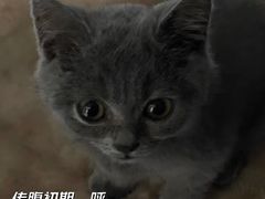 -康成宠物医院24H·CT·核磁共振