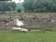 -北京麋鹿生态实验中心