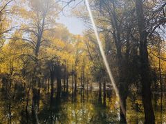 -金塔沙漠胡杨林景区