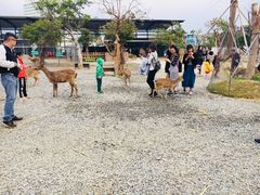 -鹿境梅花鹿生态园区