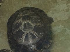 -上海大自然野生昆虫馆