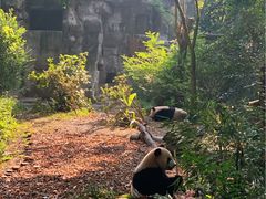 景点-成都大熊猫繁育研究基地