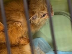 -贝康宠物医院·犬猫全科·小动物特色诊疗中心(东环路店)