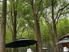 -同里国家湿地公园