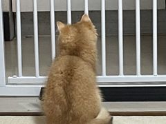 -欣宠猫屋·矮脚拿破仑·蓝金金渐层