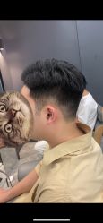 点击看大图 -藤野造型