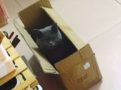 -屋虎猫馆(宝安大仟里店)