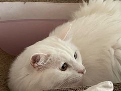 -Catmate·猫肥家润(金润铂宫店)
