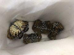 大闸蟹-丫丫蟹庄·苏式园林农家乐·阳澄湖大闸蟹(阳澄湖莲花岛店)