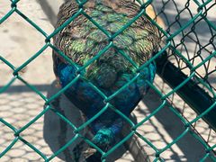 -上海滴水湖皇冠假日酒店