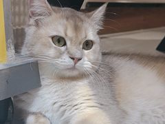 -琪喵猫屋·撸猫猫咖·猫舍